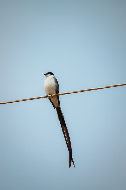 鸟坐在电线上的高度 · 免费素材图片