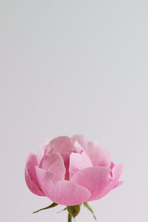 盛开的粉红玫瑰关闭了照片 · 免费素材图片