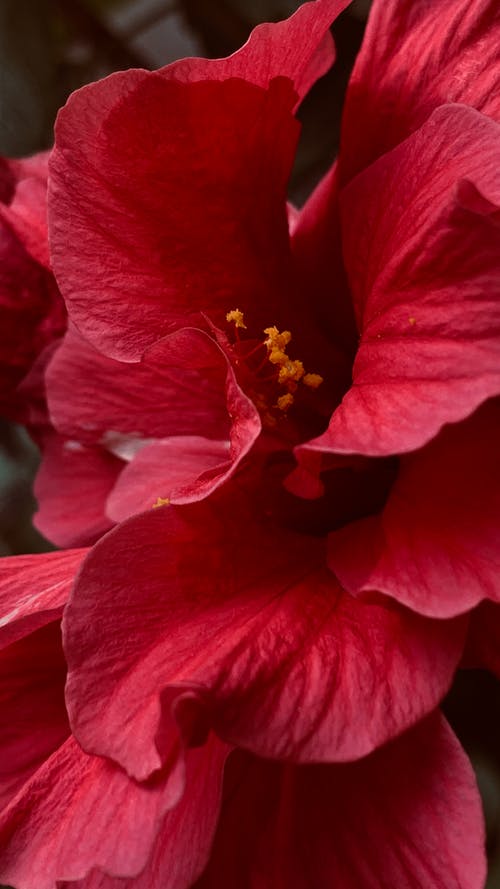 有关&#39;红芙蓉&#39;, 宏观照片, 微妙的免费素材图片