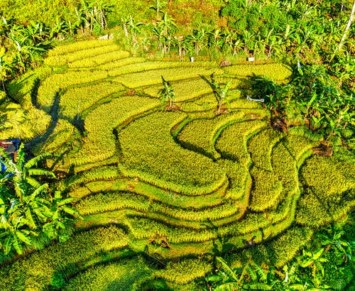 有关亚洲, 农艺学, 划船的免费素材图片