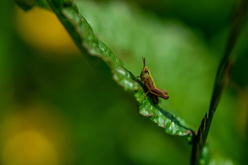 有关小虫, 微距拍摄, 昆虫的免费素材图片
