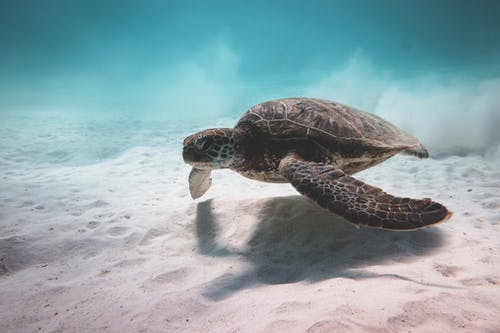 乌龟在海底附近水下游泳 · 免费素材图片
