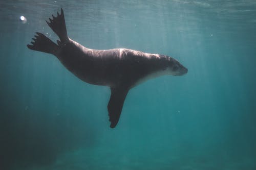 大海狮在蓝色的水中游泳 · 免费素材图片