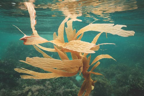 海藻生长在海底 · 免费素材图片