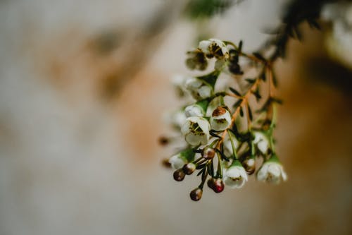 移轴镜头中的白花蕾 · 免费素材图片