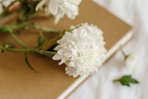 新鲜的菊花，书上有微妙的花瓣 · 免费素材图片