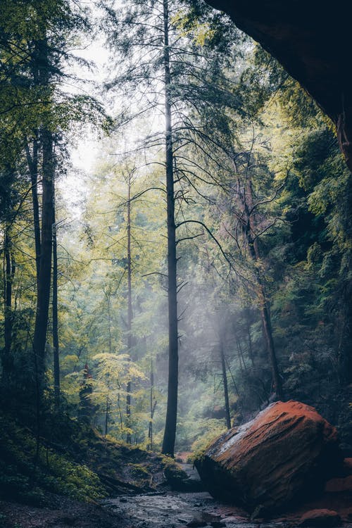 有关天性, 岩石, 森林的免费素材图片