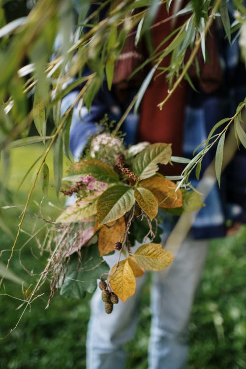 绿色和棕色植物在棕色煲 · 免费素材图片