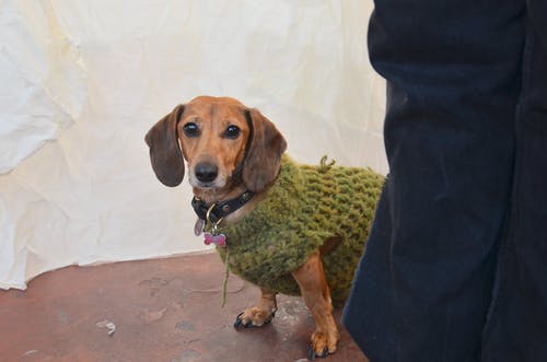 棕色和黑色短涂层的狗在绿色纺织 · 免费素材图片
