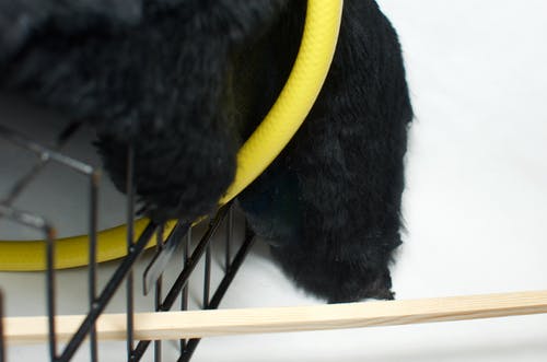 黑色短涂层狗带黄色皮带 · 免费素材图片