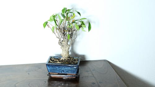 蓝皮书上的绿色植物 · 免费素材图片