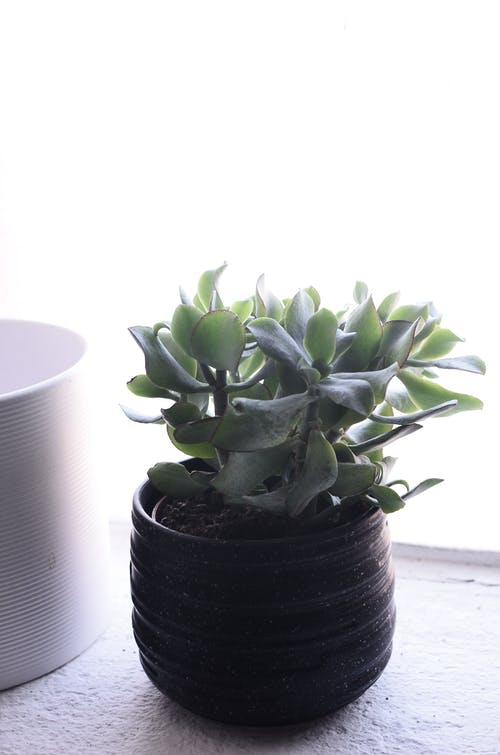 白色陶瓷锅上的绿色植物 · 免费素材图片
