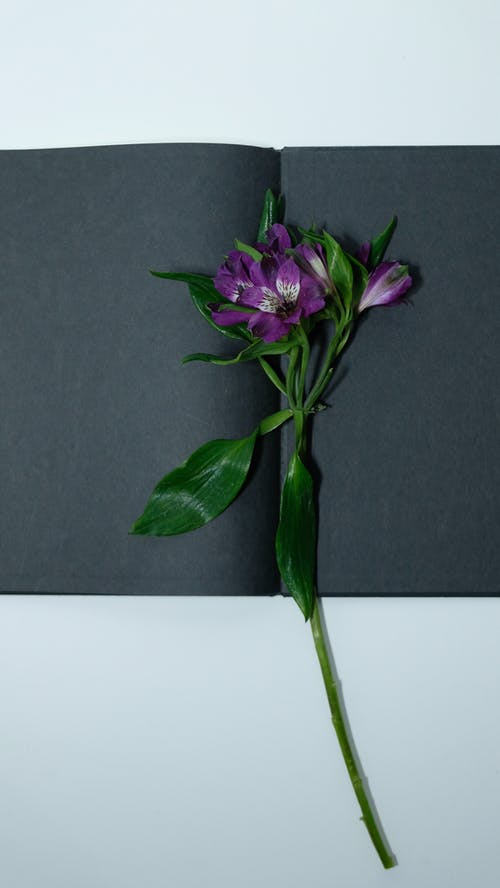 紫色的小花，绿色的叶子 · 免费素材图片