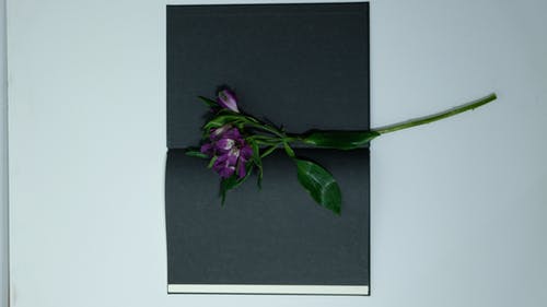 黑纸上的紫色花 · 免费素材图片