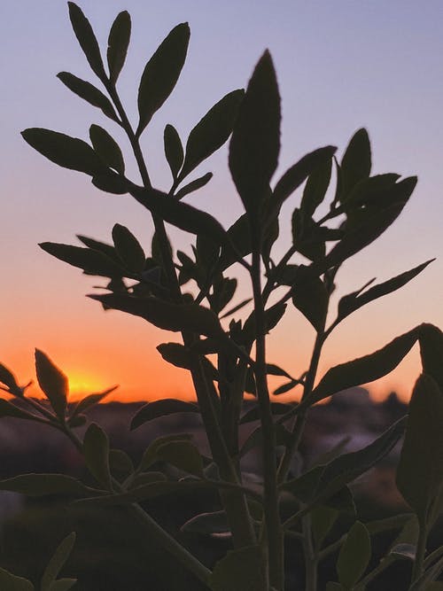 有关夕阳的光, 夕阳的颜色, 日落的免费素材图片