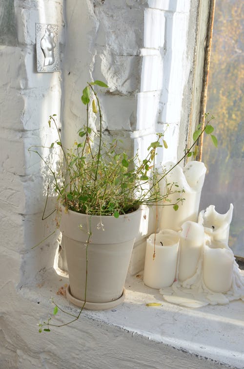 绿色植物在白煲 · 免费素材图片