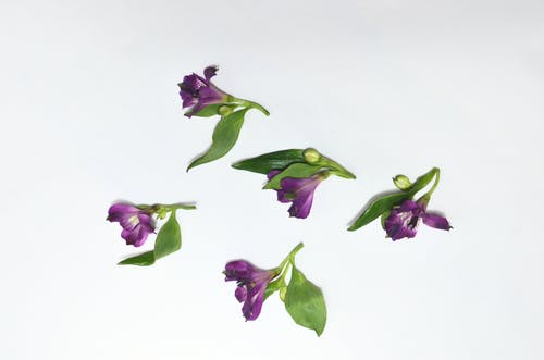 白色表面上的紫色和白色的花朵 · 免费素材图片