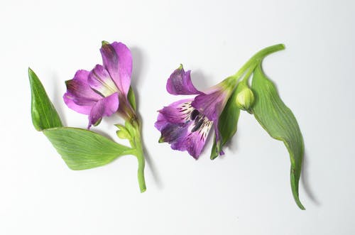 白色背景上的紫色和白色的花 · 免费素材图片