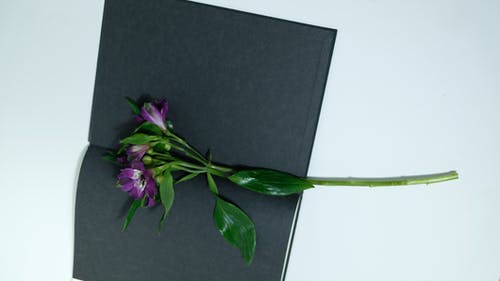 黑色纺织上的紫色花 · 免费素材图片