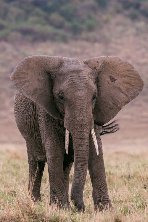 大象在绿草地上行走 · 免费素材图片