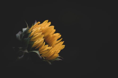 有关向日葵, 植物群, 特写镜头的免费素材图片