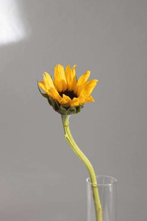 明亮的黄色花朵，在玻璃花瓶 · 免费素材图片