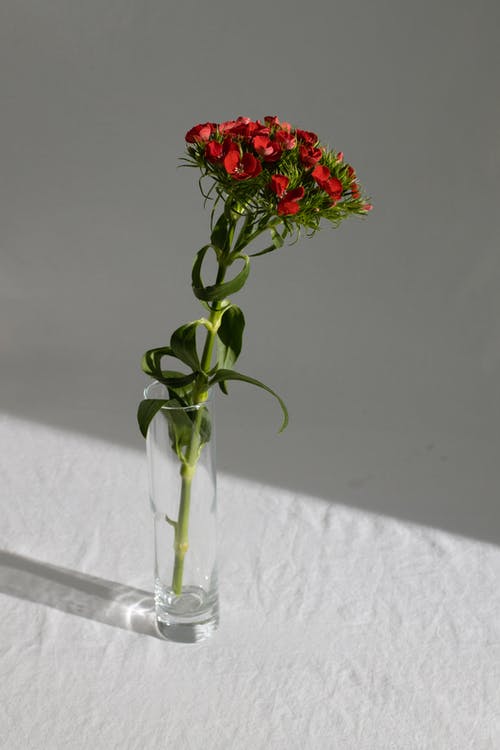 桌上花瓶里盛开的花 · 免费素材图片