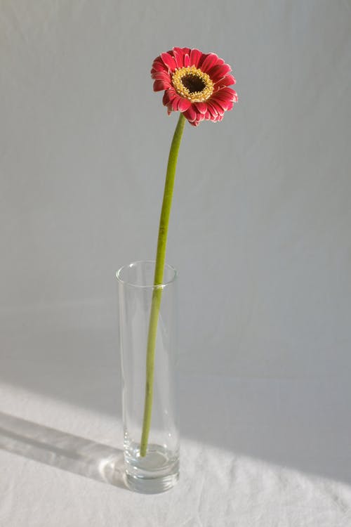 粉色非洲菊在干净的透明玻璃器皿中的花 · 免费素材图片