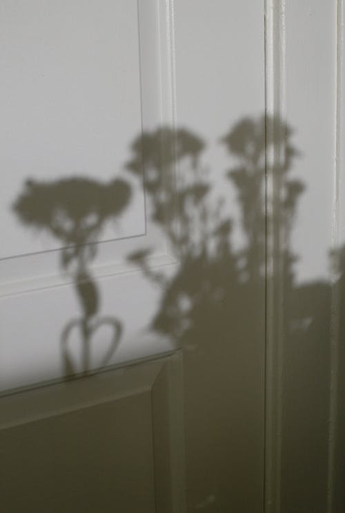 门上盛开的花朵的阴影 · 免费素材图片