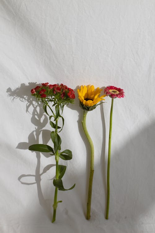 新鲜的不同温柔花朵排成一排 · 免费素材图片