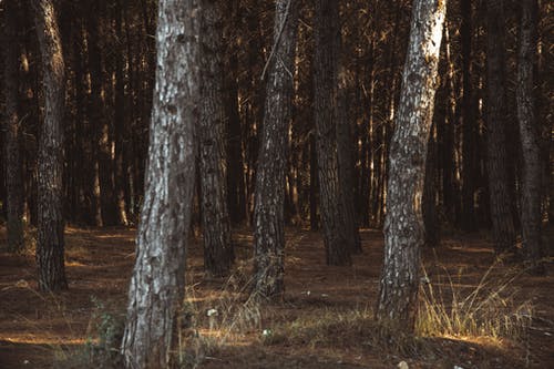有关天性, 森林, 树木的免费素材图片