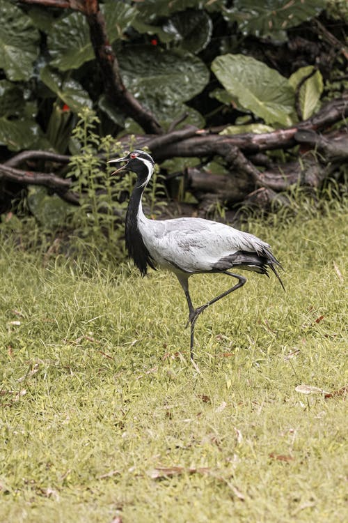 有关gruidae, 动物学, 动物的免费素材图片