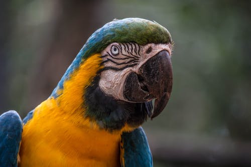 有关动物摄影, 彩色的, 热带的免费素材图片
