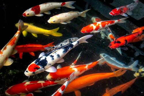 有关水生动物, 海洋动物, 淡水鱼的免费素材图片