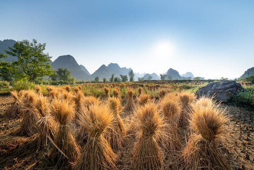 有关乾草, 农艺学, 卵石的免费素材图片