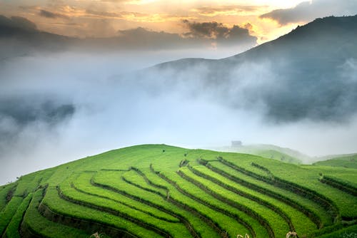 有关光, 和平的, 增长的免费素材图片