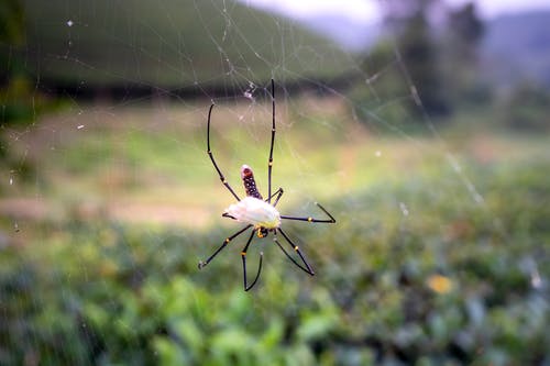 有关Web, 动物, 危险的免费素材图片