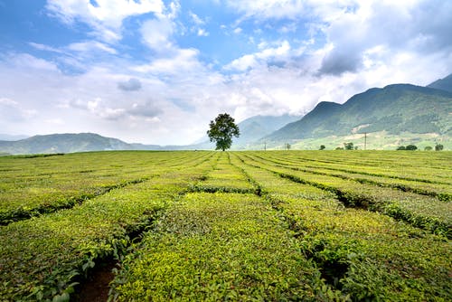 有关划船, 华丽的, 园艺的免费素材图片