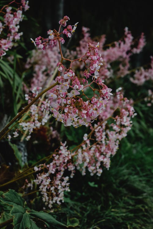 移轴镜头中的粉色和白色花朵 · 免费素材图片