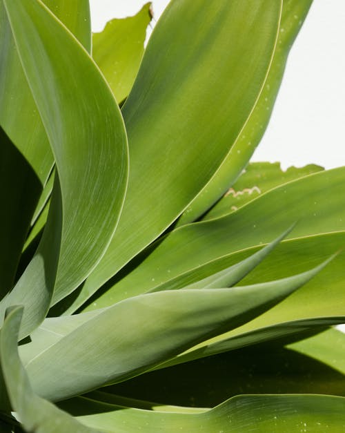 白色天空下的绿色香蕉植物 · 免费素材图片