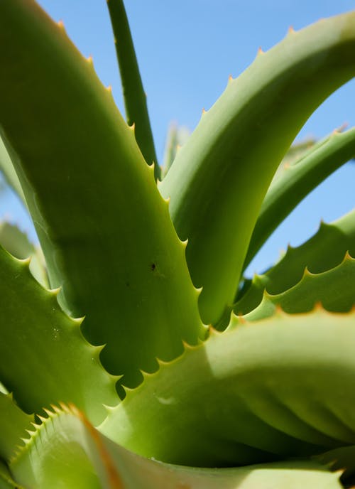 绿色的植物，在关闭了摄影 · 免费素材图片