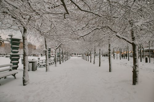 有关下雪的, 公园, 冬季的免费素材图片