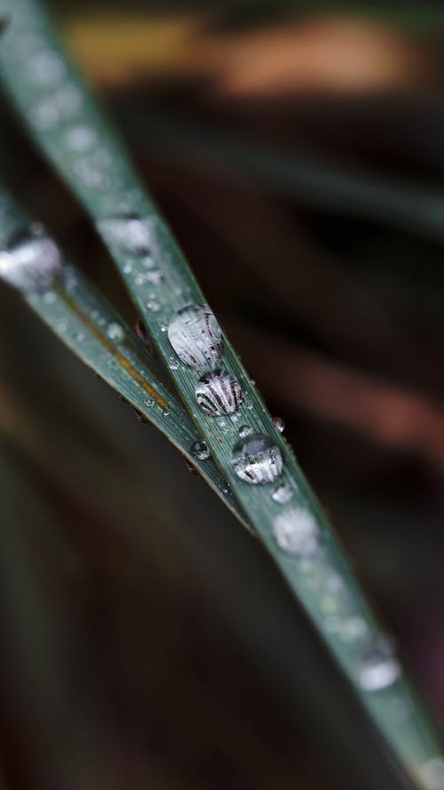 有关垂直拍摄, 微距拍摄, 景深的免费素材图片