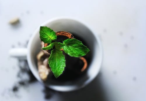 有关模糊的背景, 树叶, 特写的免费素材图片