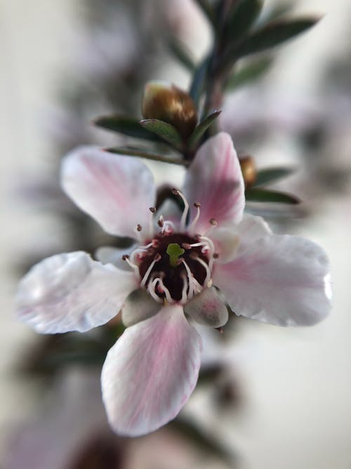 有关垂直拍摄, 桃金娘科, 植物群的免费素材图片