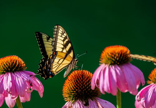 有关凤头凤蝶, 微妙, 昆蟲的免费素材图片