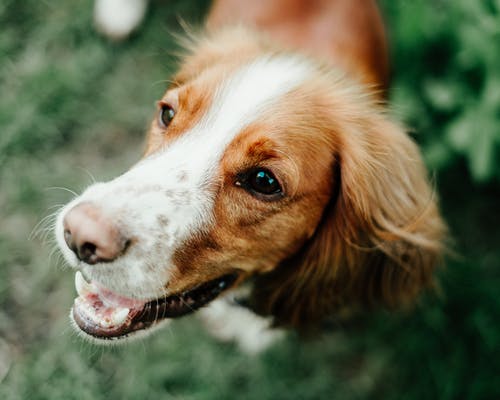 棕色和白色短毛的狗 · 免费素材图片