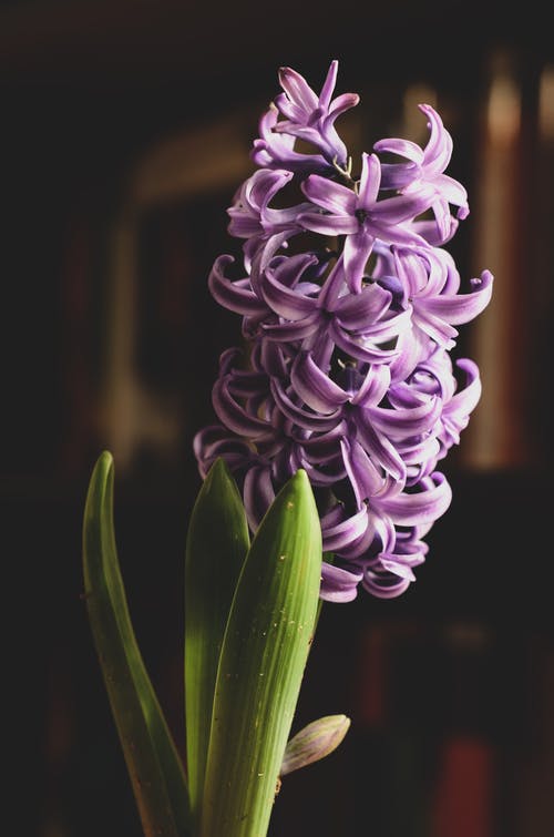 有关紫色小花, 绽放, 风信子的免费素材图片