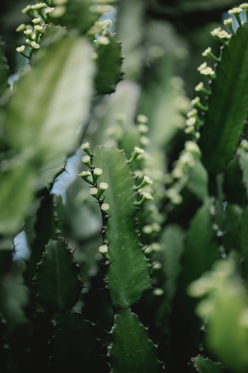 绿色植物上的水滴 · 免费素材图片