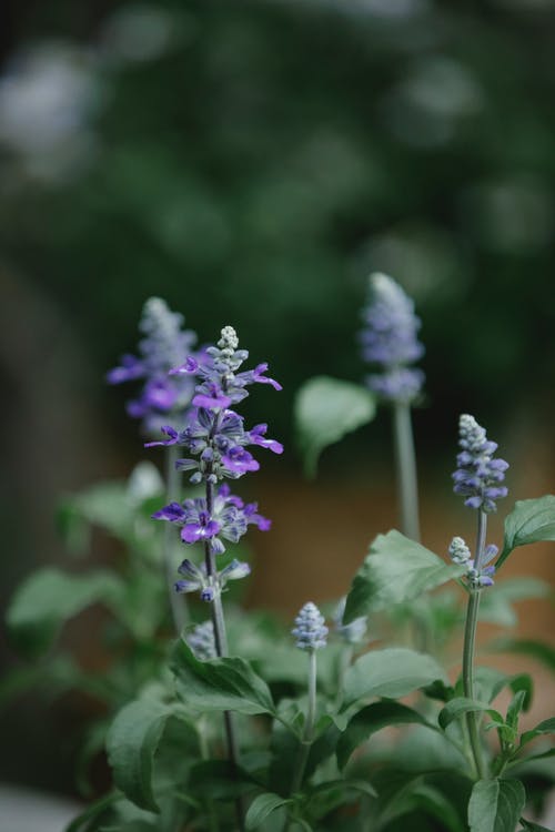 移轴镜头中的紫色和白色花朵 · 免费素材图片